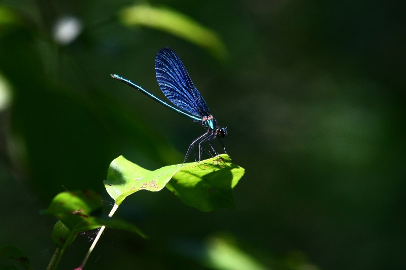 Calopteryx sp ?